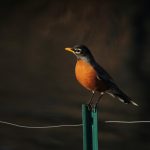 A robin on a fence post
